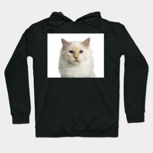 Cat Hoodie